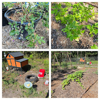 Our Homestead Garden, so far...